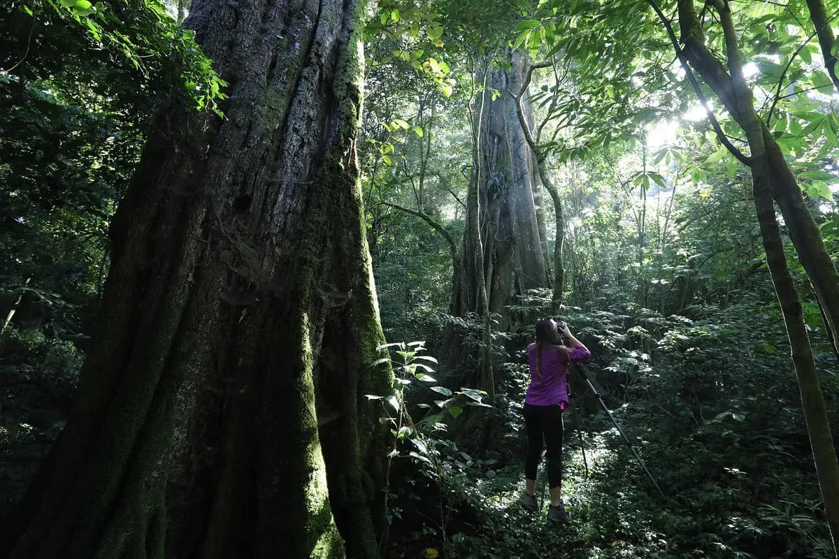 senda monteverde wald