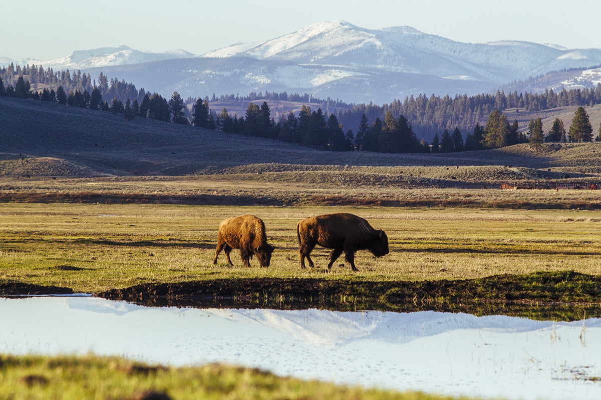 The resort at paws up ranch cattle
