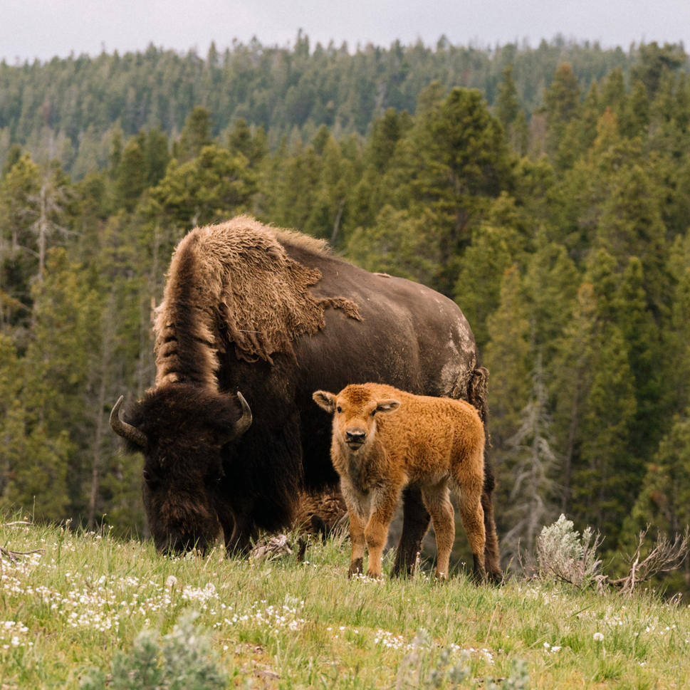 amangani jackson hole experience yellowstone national park wildlife