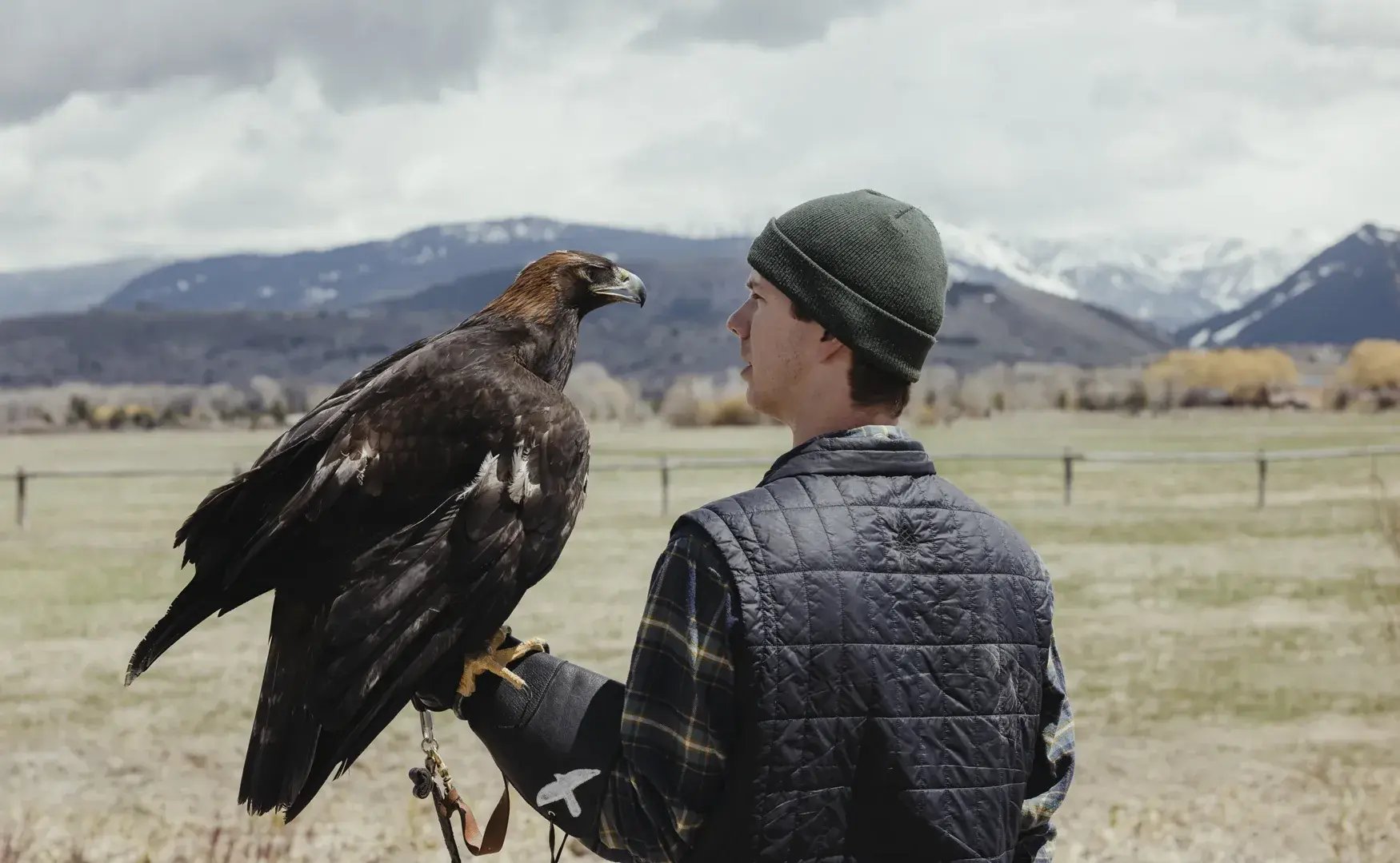 amangani falconry