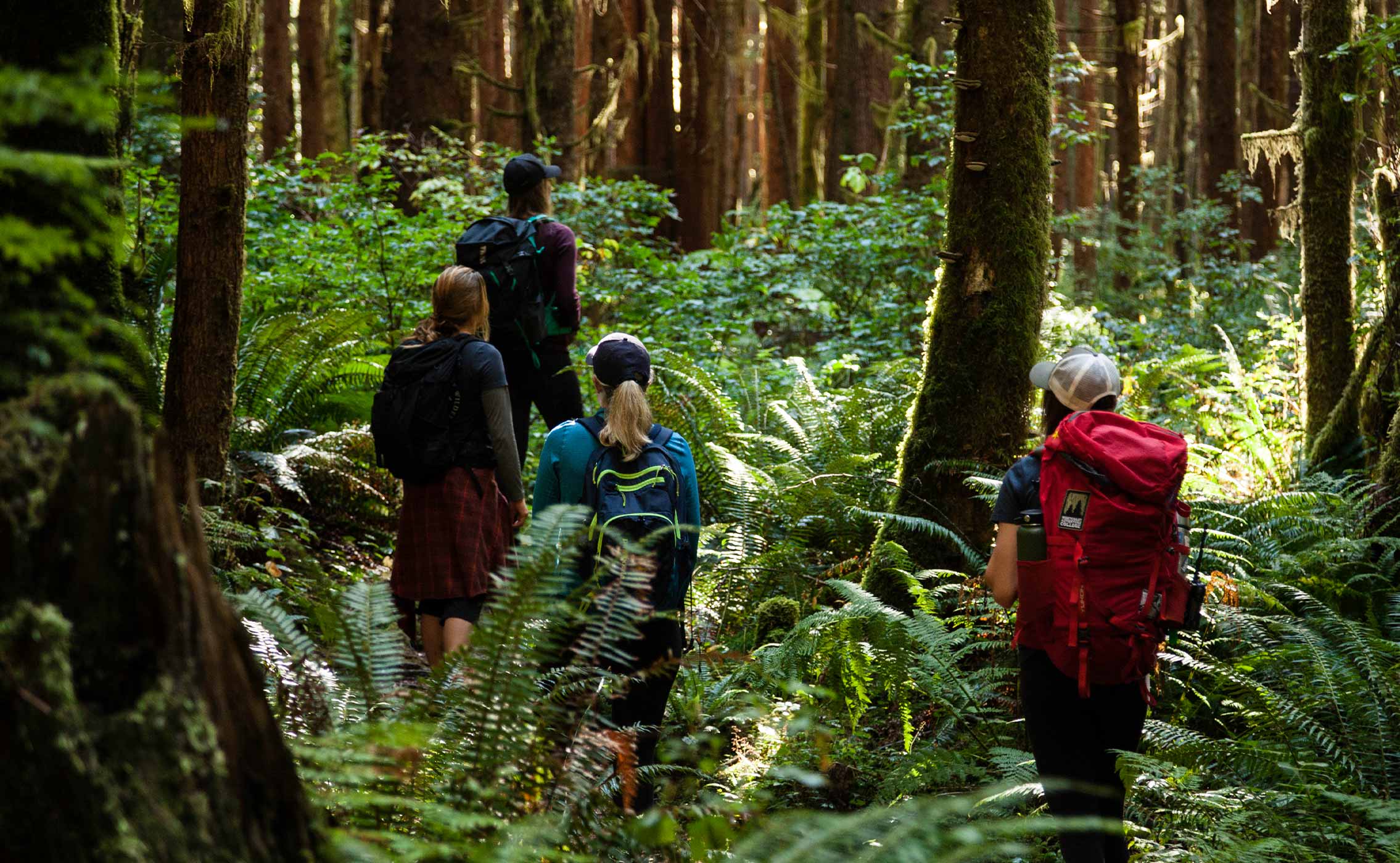 Clayoquot wilderness resort wandern im Wald