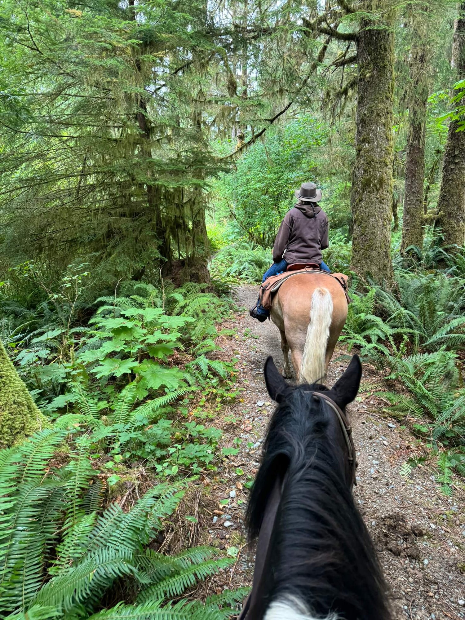 Zwei Reiter traben hintereinander durch die dichten Wälder Kanadas.