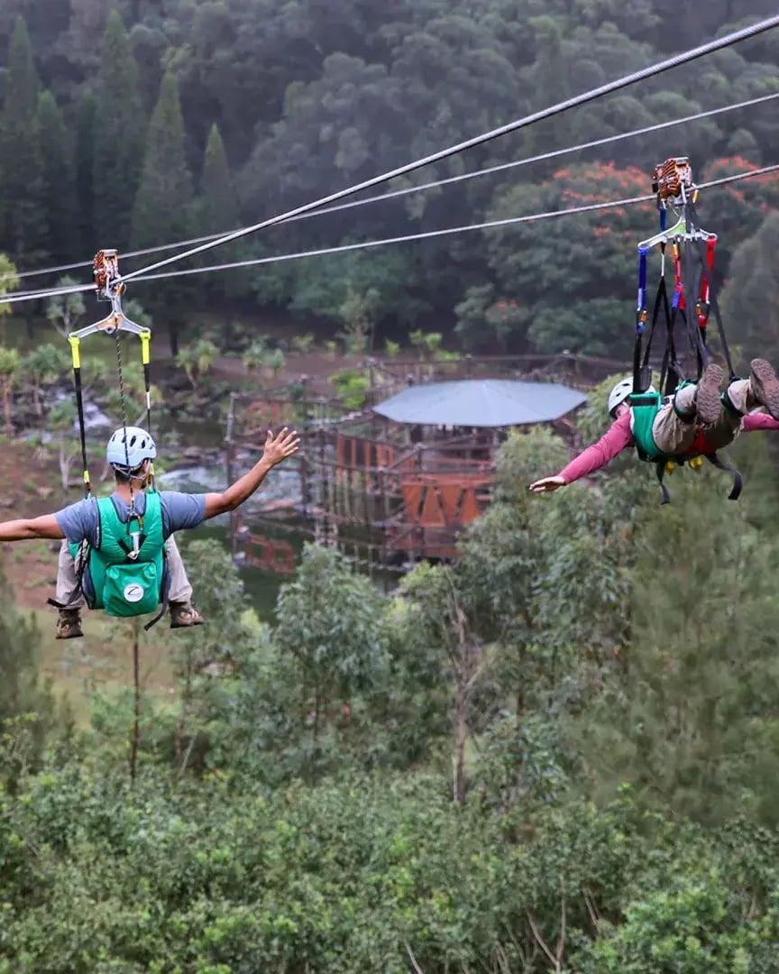 four seasons lanai flyingfox