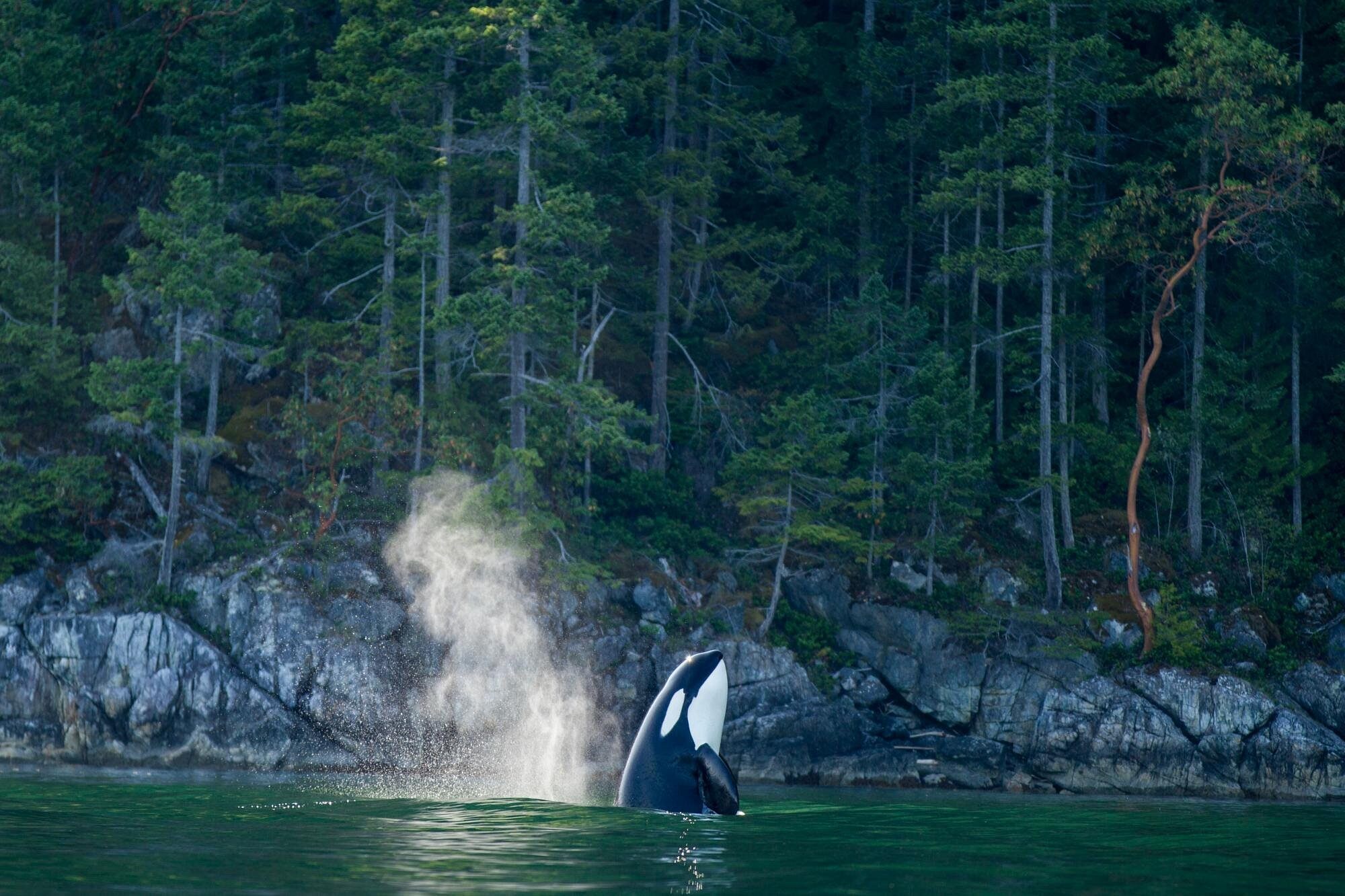 Orca taucht vor den Wäldern Kanadas aus dem Wasser auf