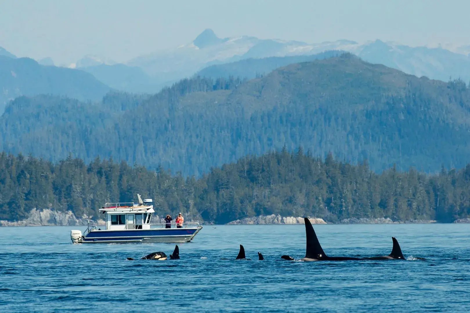 Orca-Familie gesichtet beim Whale Watching in British Columbia.