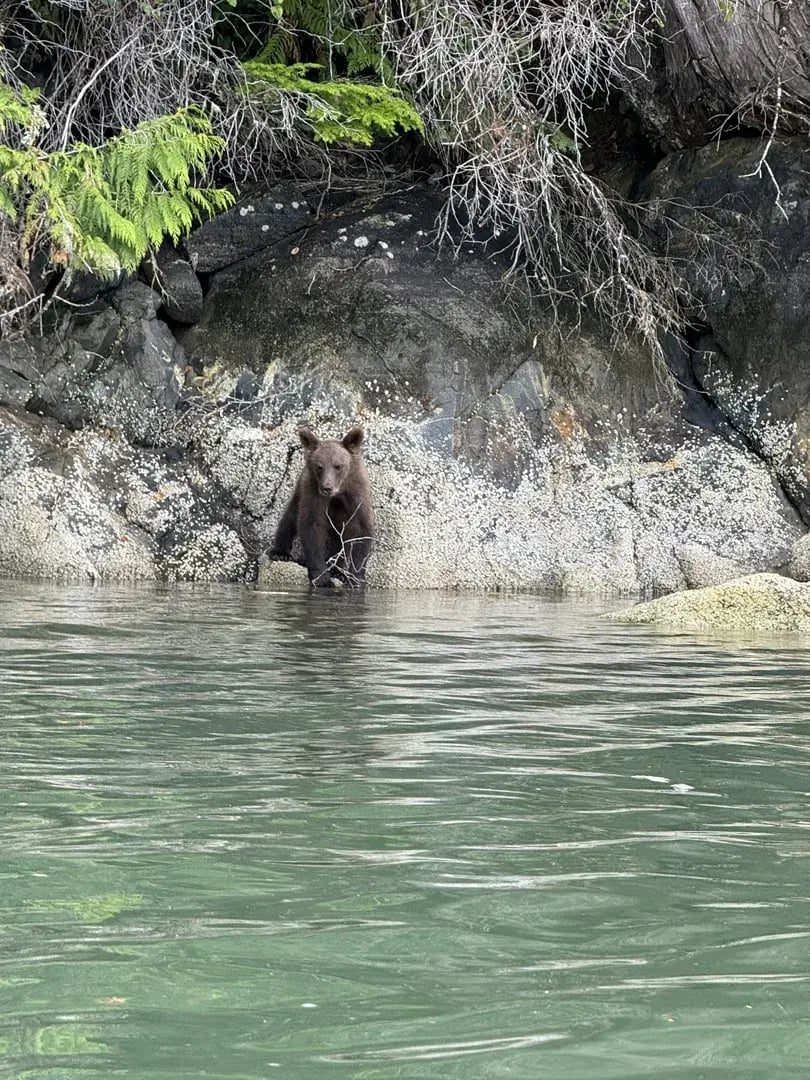 Junger Grizzly-Bär an einem Ufer in British Columbia.