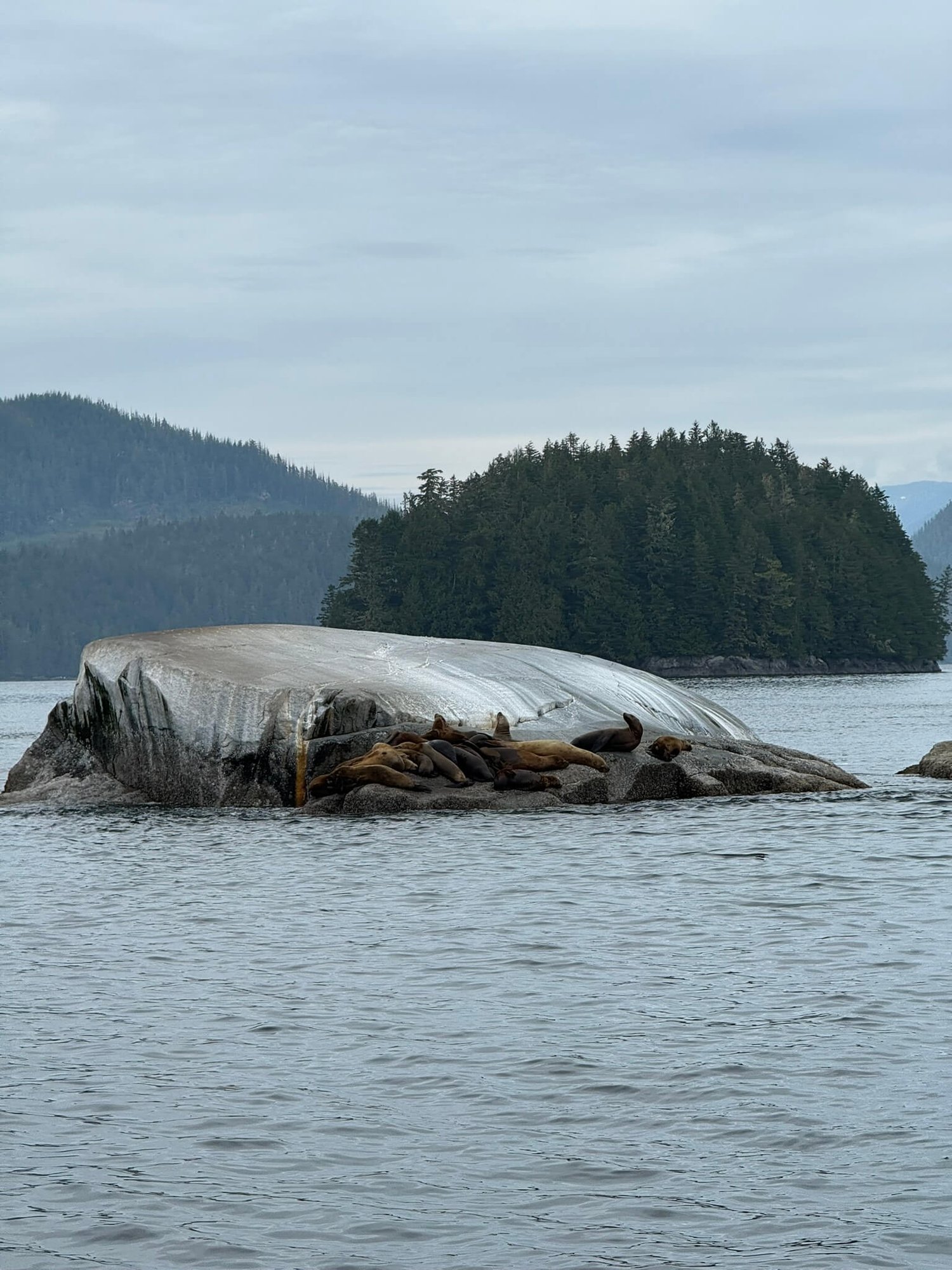 Eine Robbenkolonie liegt auf einem Felsen in British Columbia.
