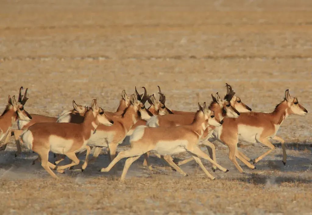 antelope running wagonhound ranch wy 1024x706