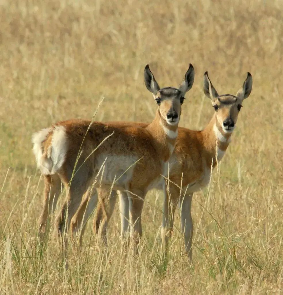 guided hunts for antelope wyoming 984x1024