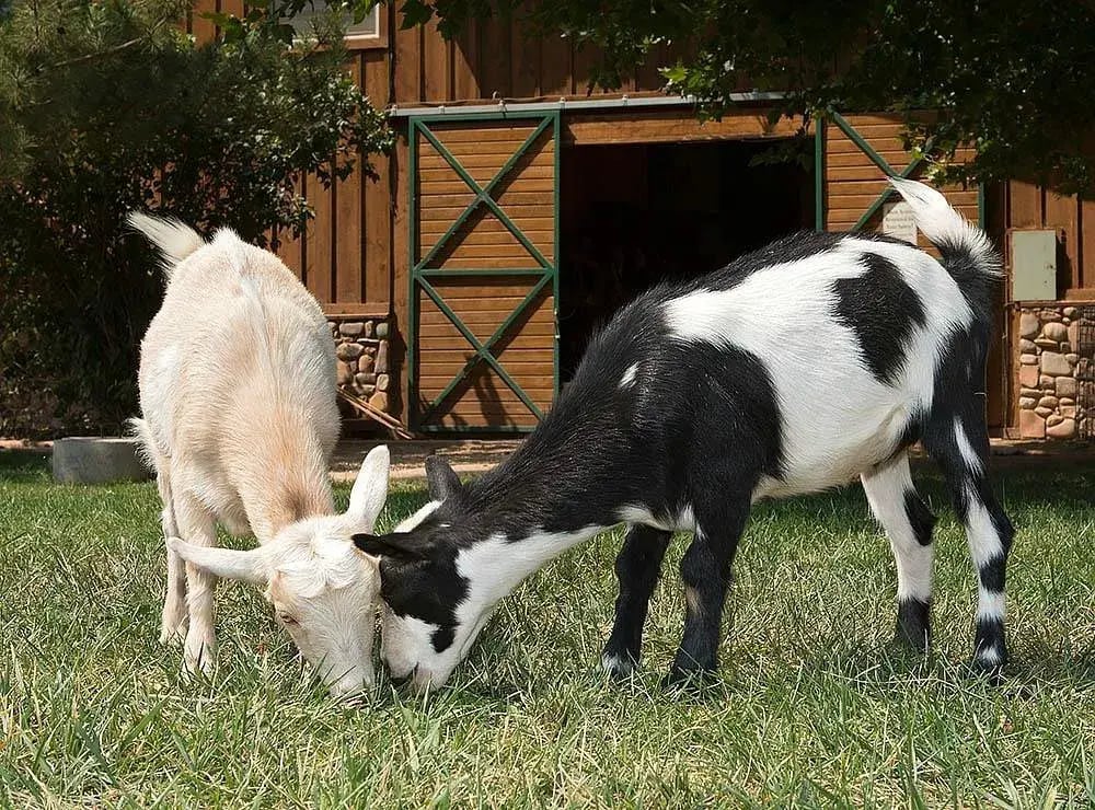 sorrel river ranch resort ziegen