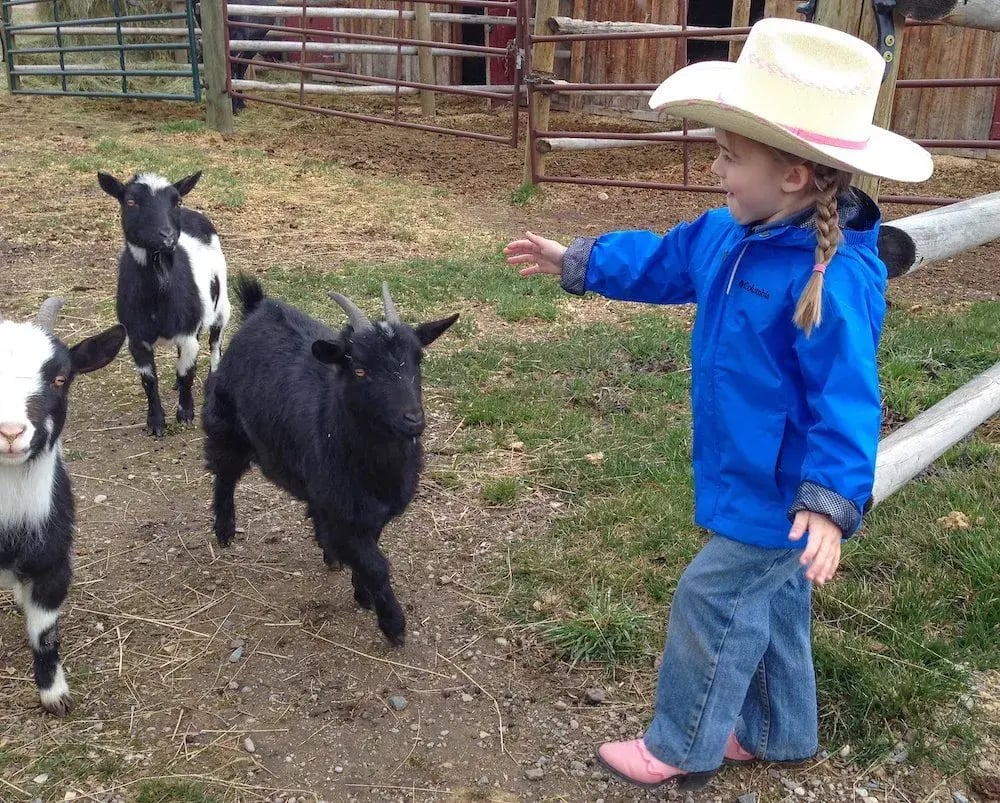 the-ranch-at-rock-creek-Goats