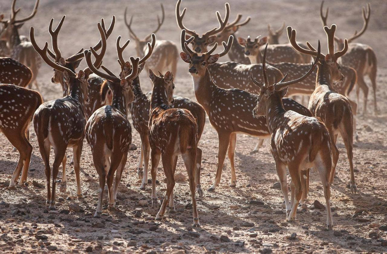 Anantara Sir Bani Yas Island al Yamm Resort Familienluxusreisen TheFamilyProject Tiere