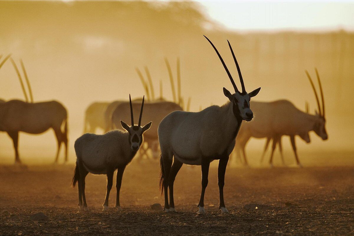 Anantara Al Sahel Sir Bani Yas Island Villa Resort Familienluxusreisen TheFamilyProject Oryx-1