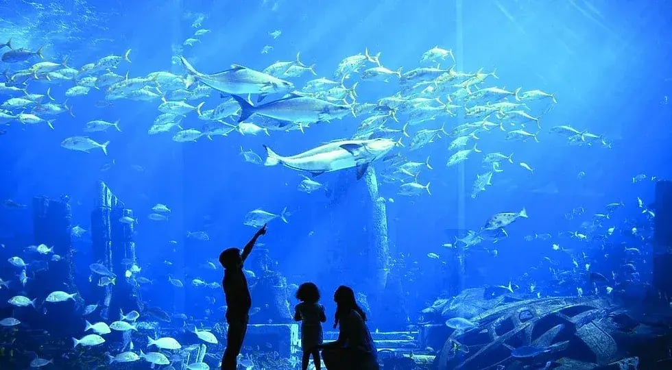 atlantis the palm aquarium