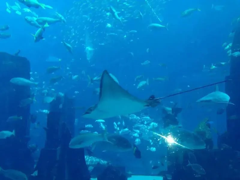 atlantis the palm orient dubai aquarium rochen