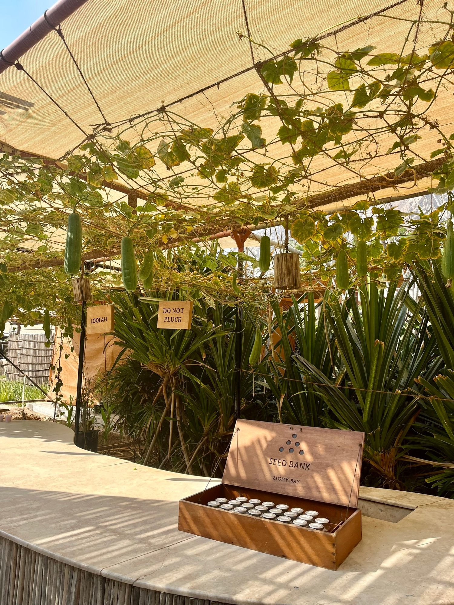 Kleiner "Botanischer Garten" im Zighy Bay mit Zutaten für die Küche