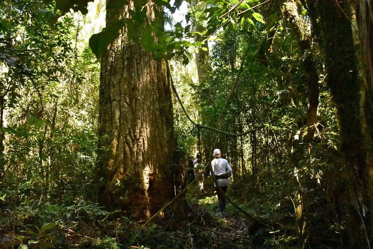 awasi iguazu natur