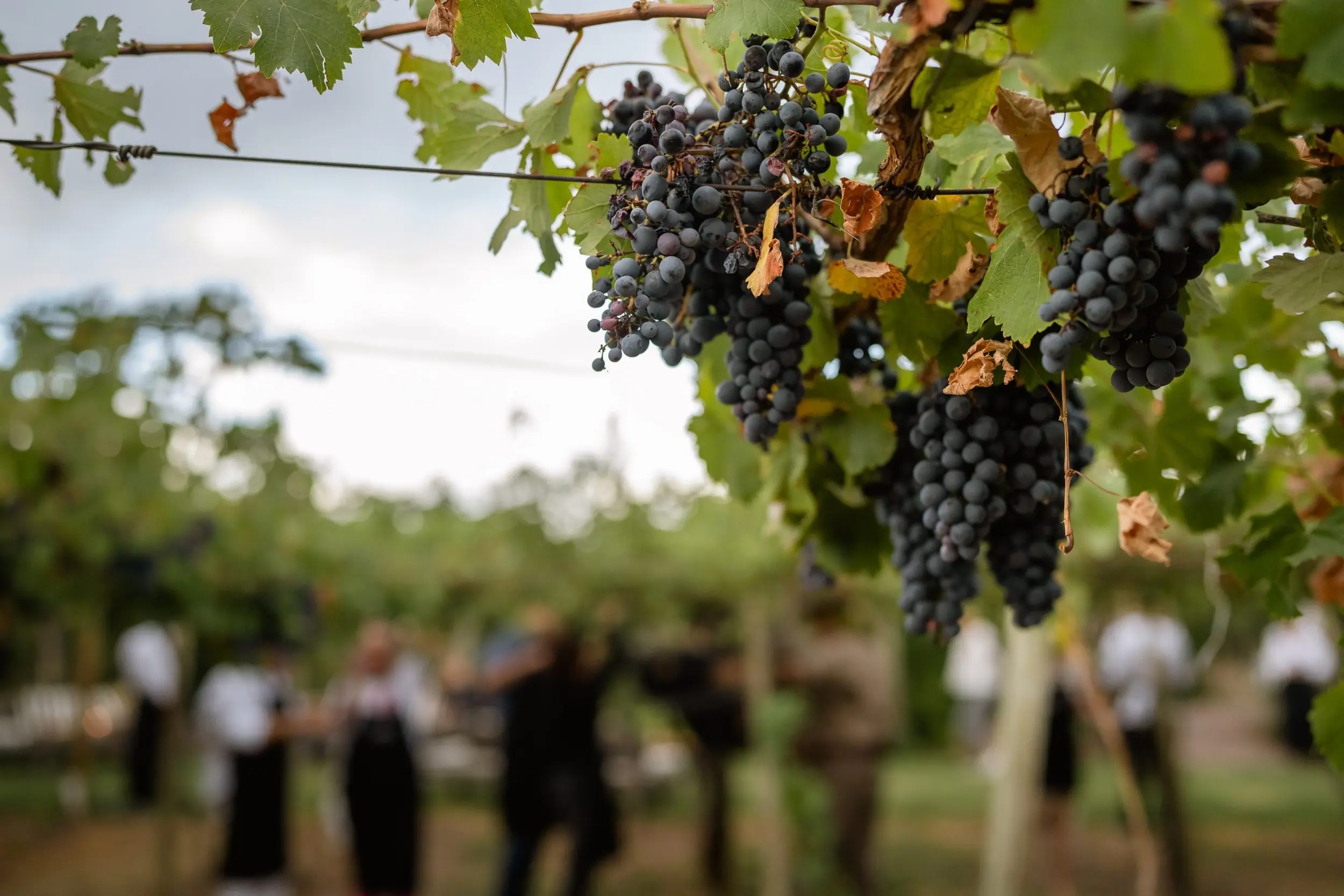 awasi-mendoza-argentinien-familienluxusreisen-thefamilyproject-wein