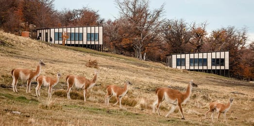 awasi-patagonia-patagonien-torres-del-paine-chile-sudamerika-natur-tiere-exklusiv-luxus-urlaub-kinder-the-family-project