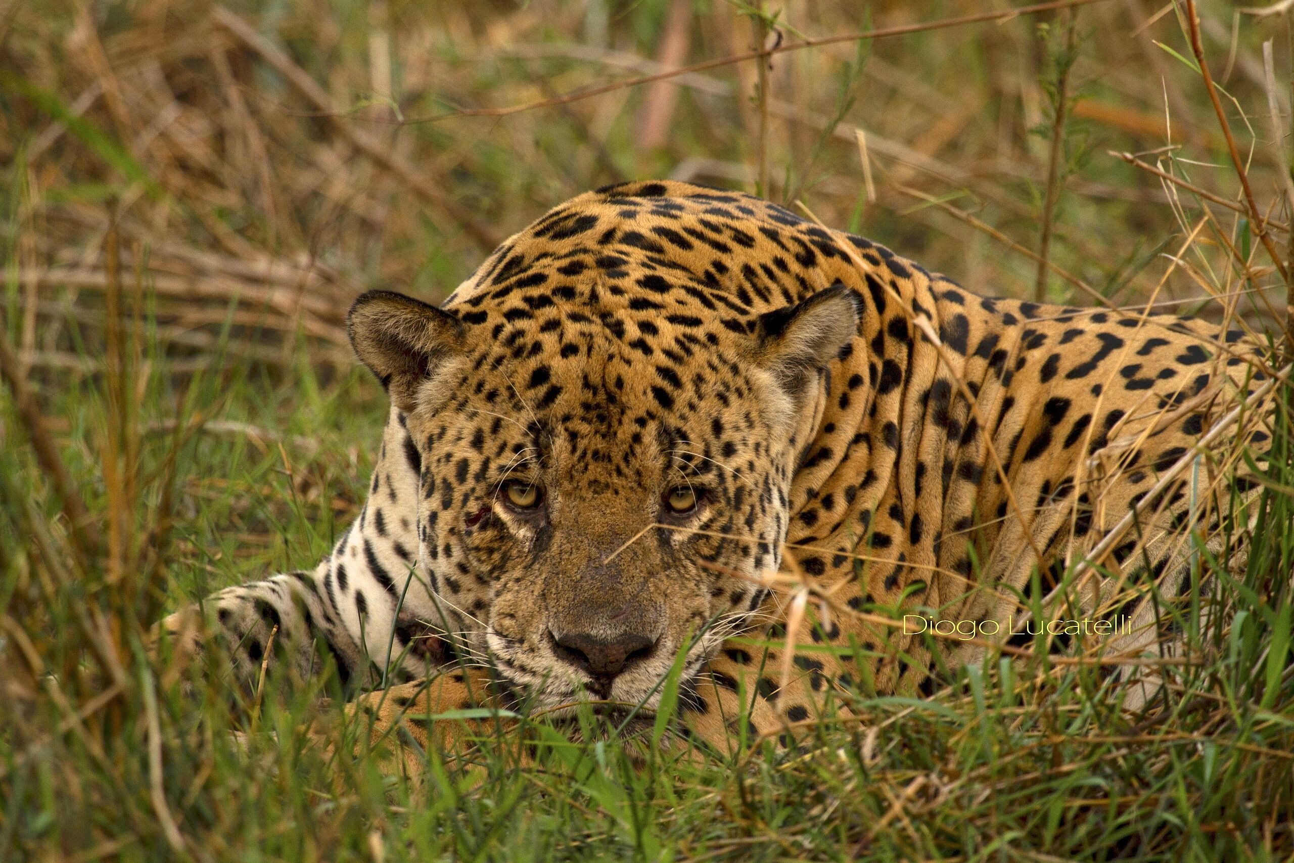 caiman-brasilien-familienluxusreisen-thefamilyproject-jaguar-wildlife