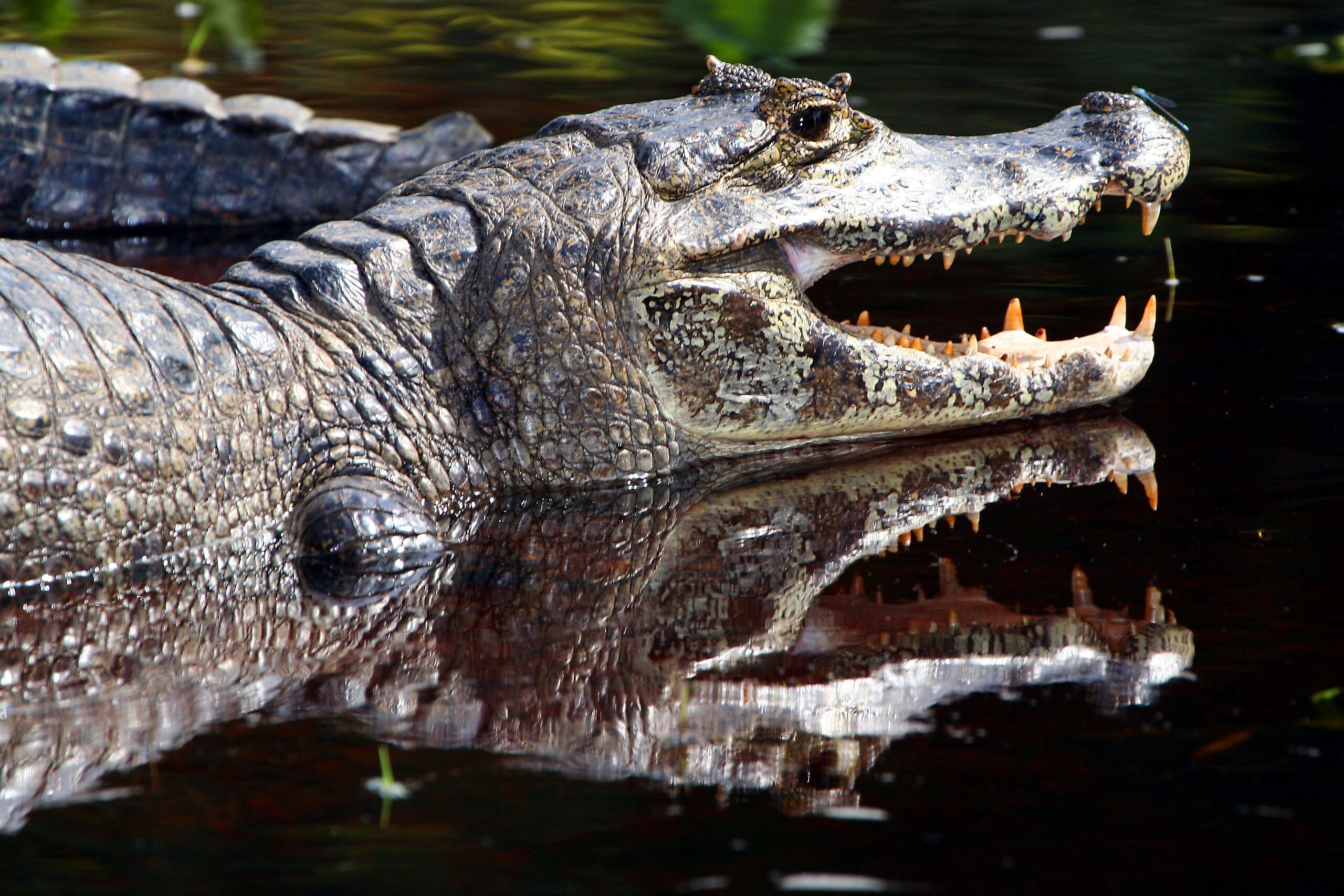 caiman-brasilien-familienluxusreisen-thefamilyproject-krokodil-wildlife
