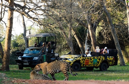 Safari mit Jaguar Sichtung im Caiman Panatal
