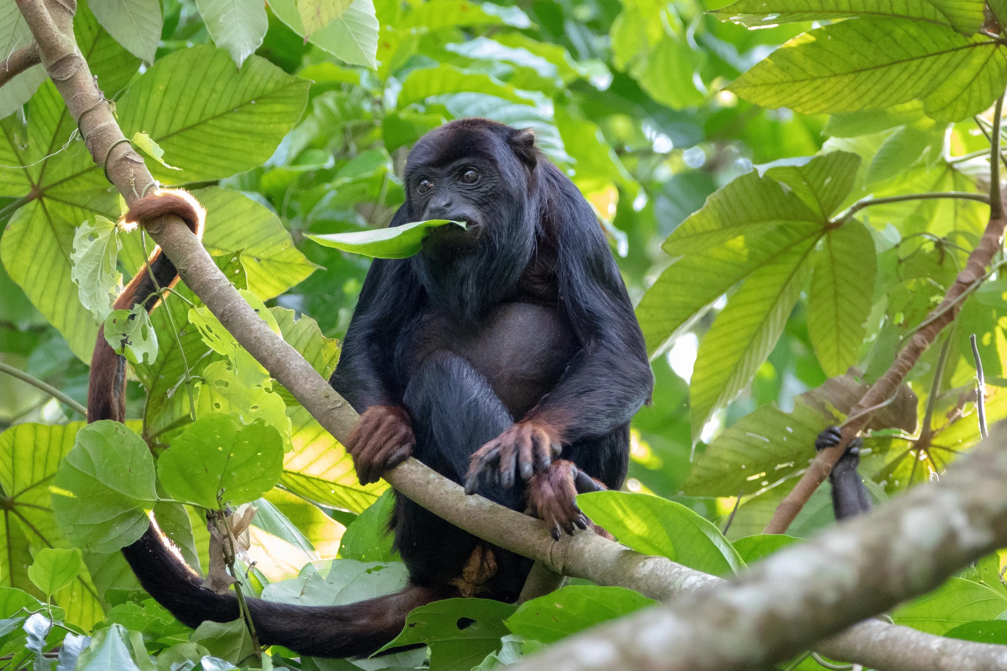 cristalino-lodge-brasilien-familienluxusreisen-thefamilyproject-affe