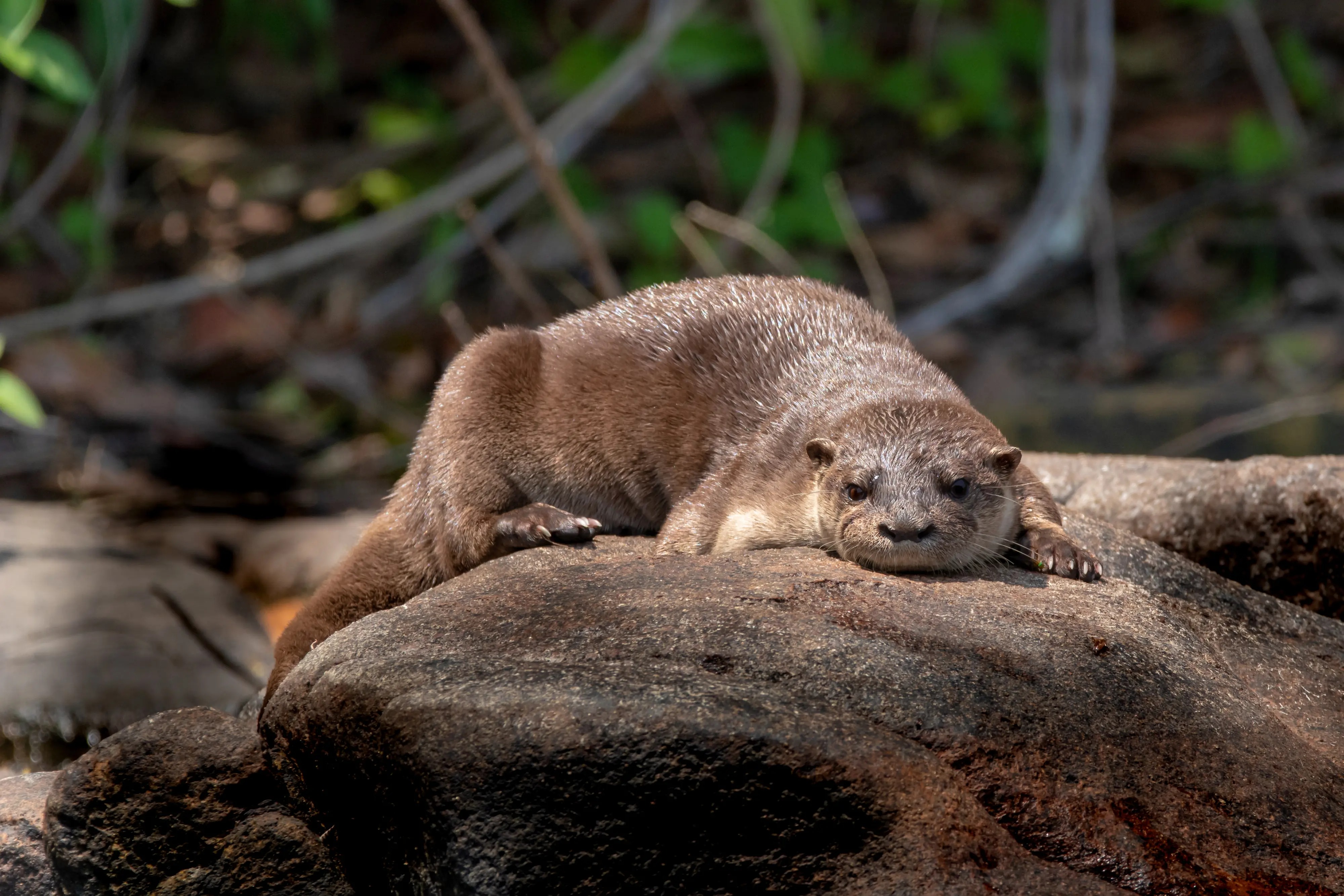 cristalino-lodge-brasilien-familienluxusreisen-thefamilyproject-otter