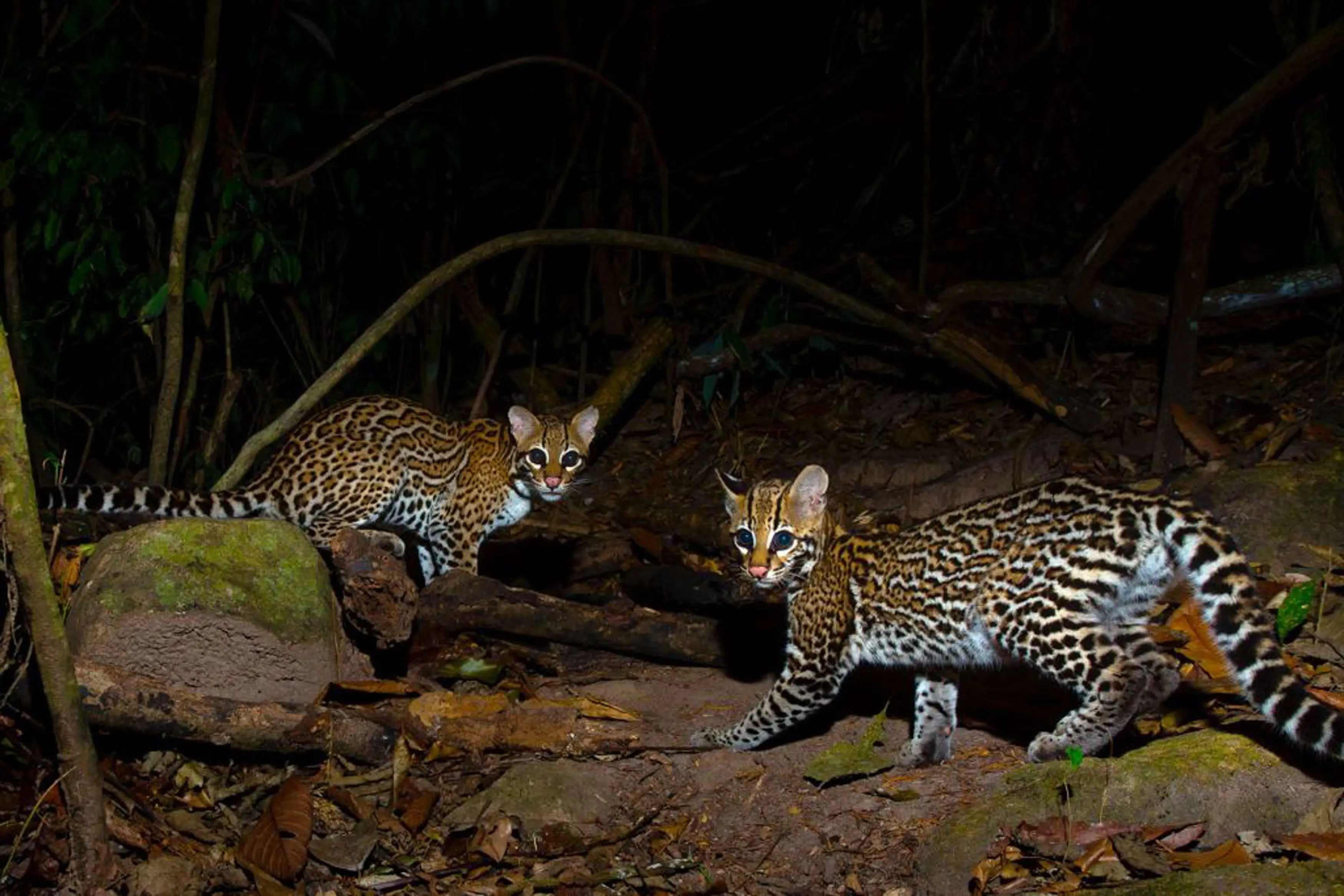cristalino-lodge-brasilien-familienluxusreisen-thefamilyproject-tierbeobachtung