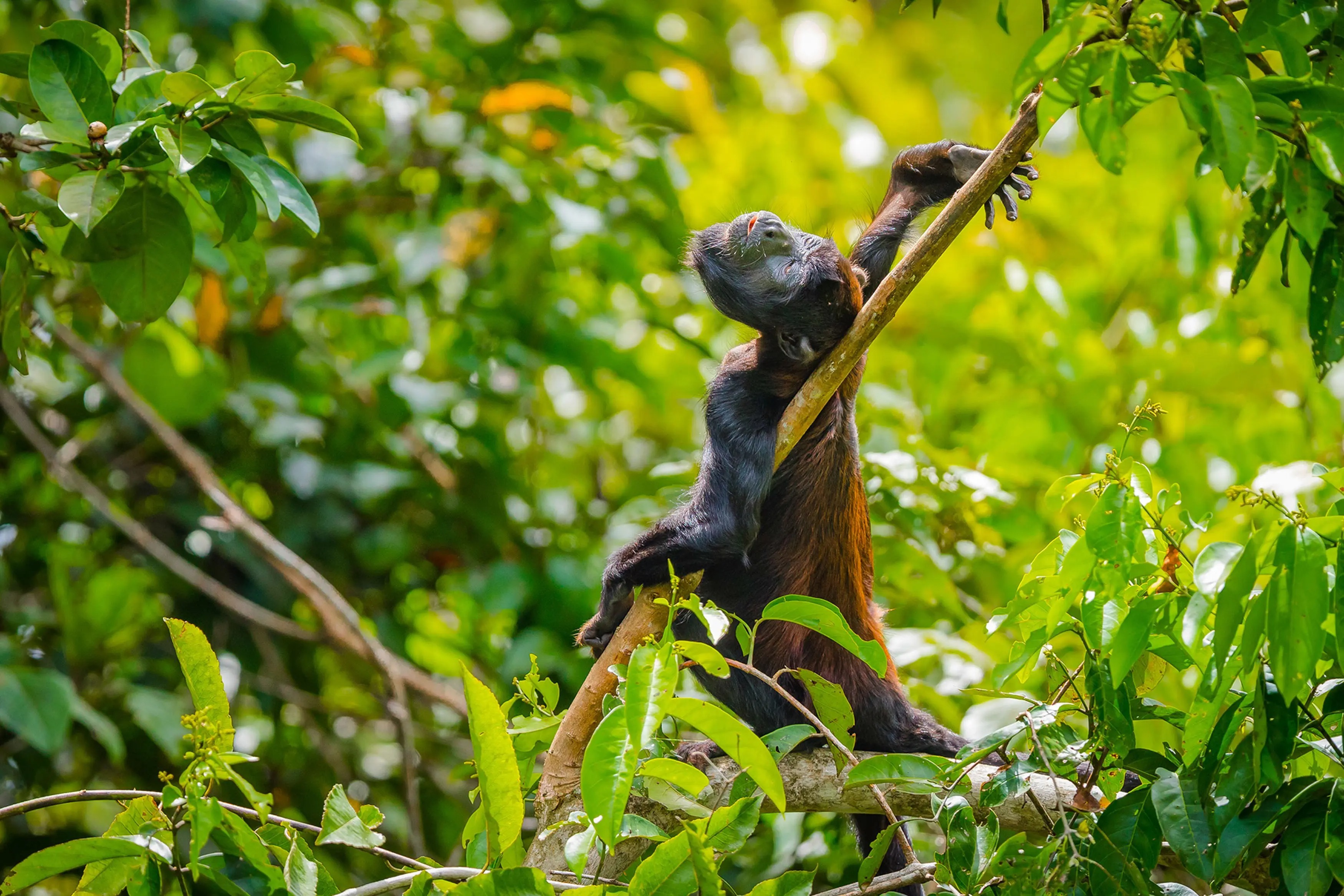 cristalino-lodge-brasilien-familienluxusreisen-thefamilyproject-tiere