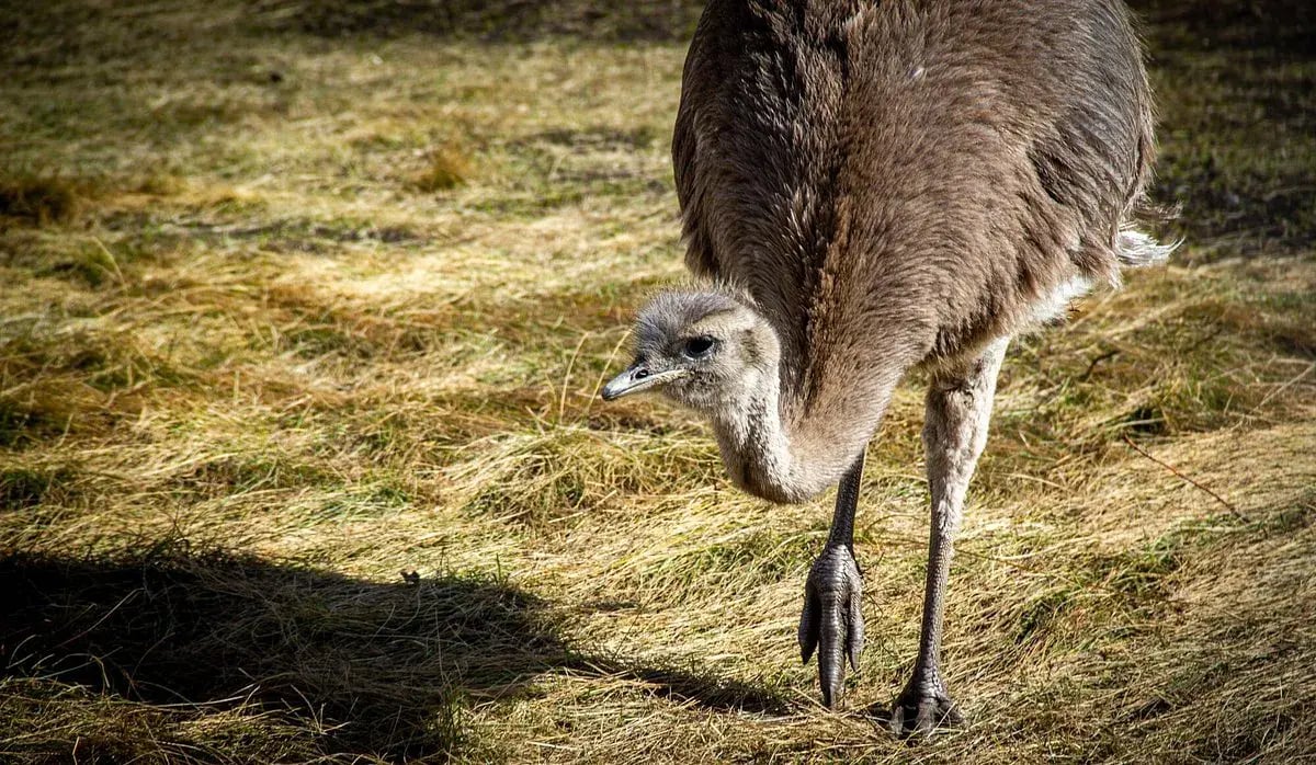 explora patagonia beobachtung