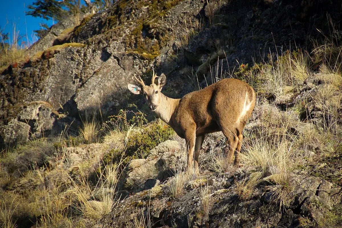 explora patagonia tier