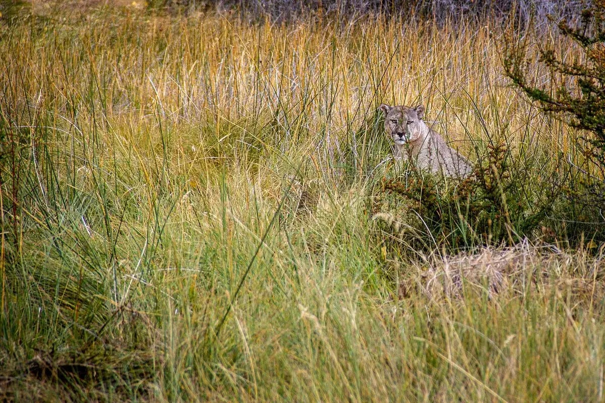 explora patagonia tiere