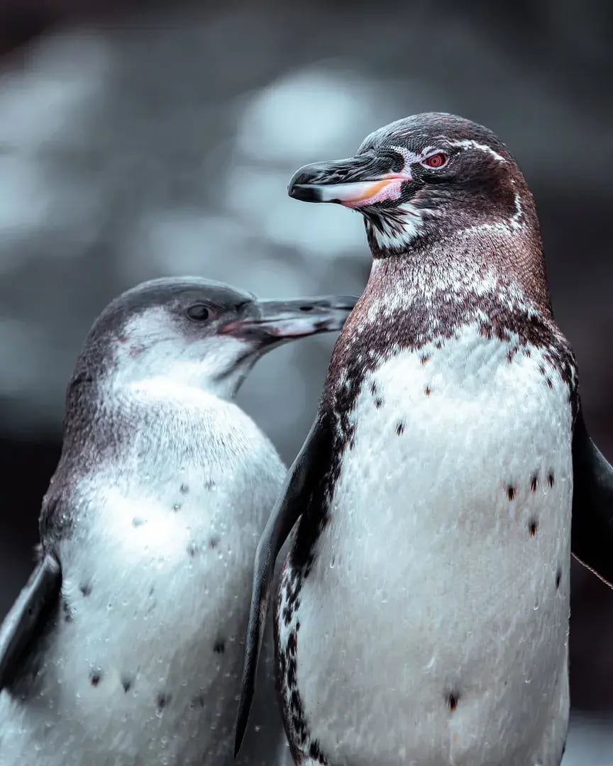 pikaia lodge pinguin