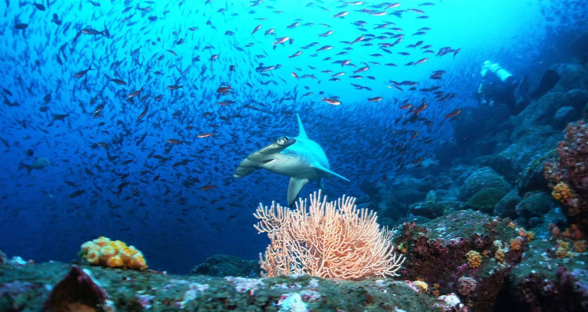 pikaia-lodge-galapagos-inseln-ecuaduor-sudamerika-unterwasserwelt-exklusiv-luxus-urlaub-kinder-the-family-project