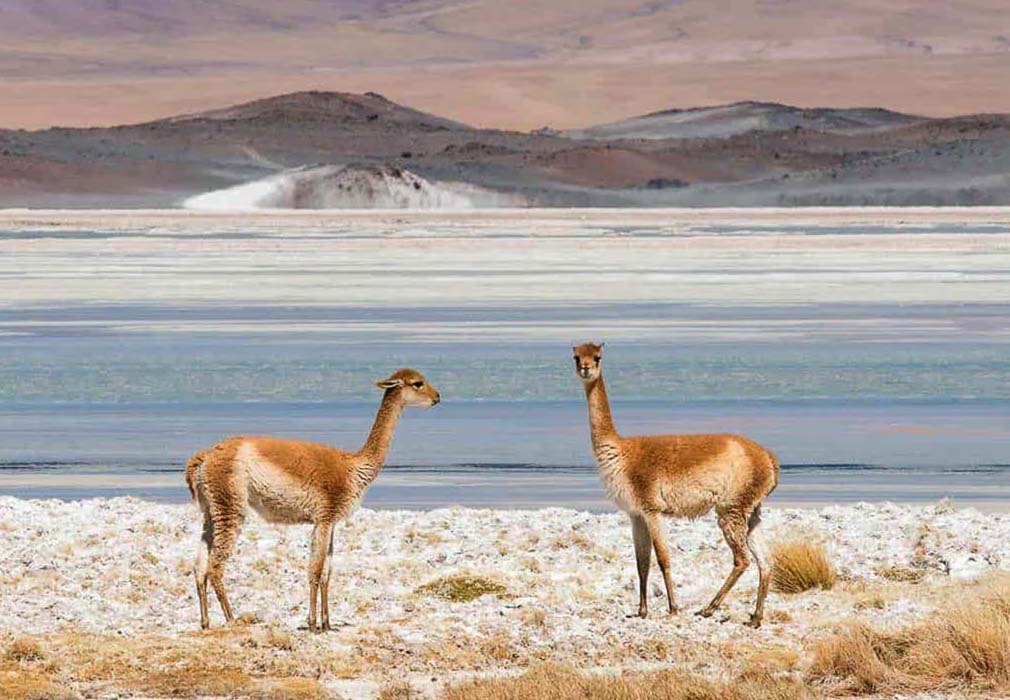 tierra-atacama-chile-familienluxusreise-thefamilyproject-wildlife-vicunas