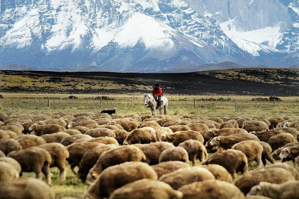 tierra patagonia schafe