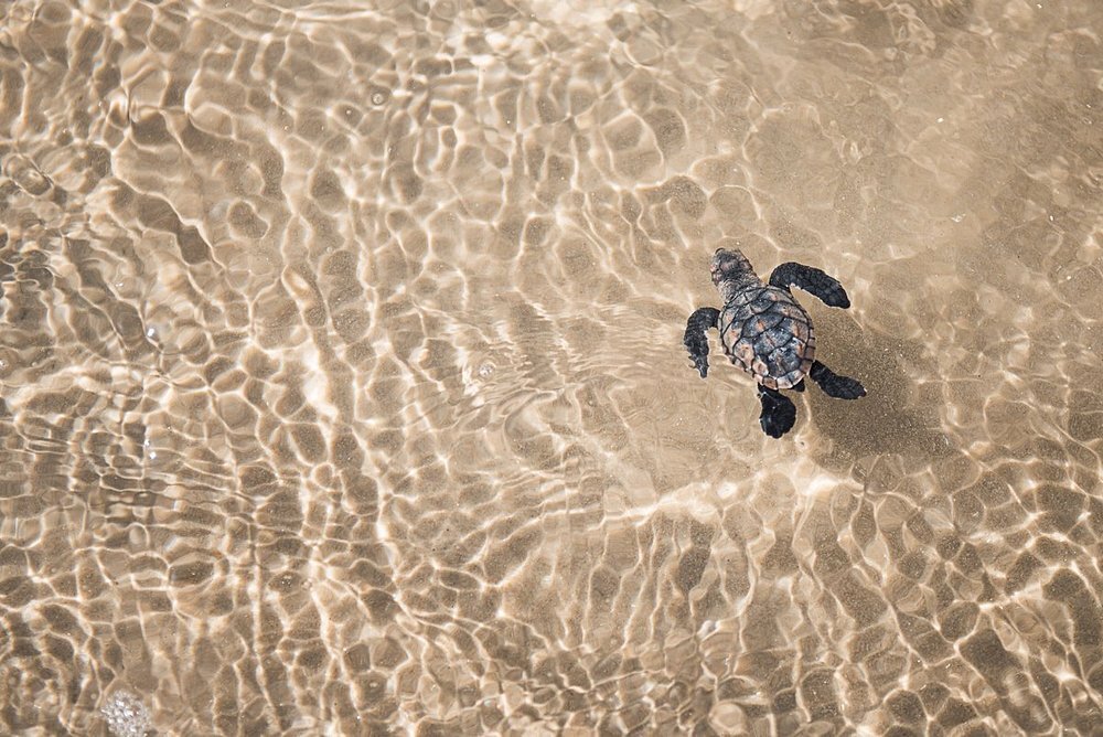 txai-resort-brasilien-familienluxusreisen-thefamilyproject-turtle