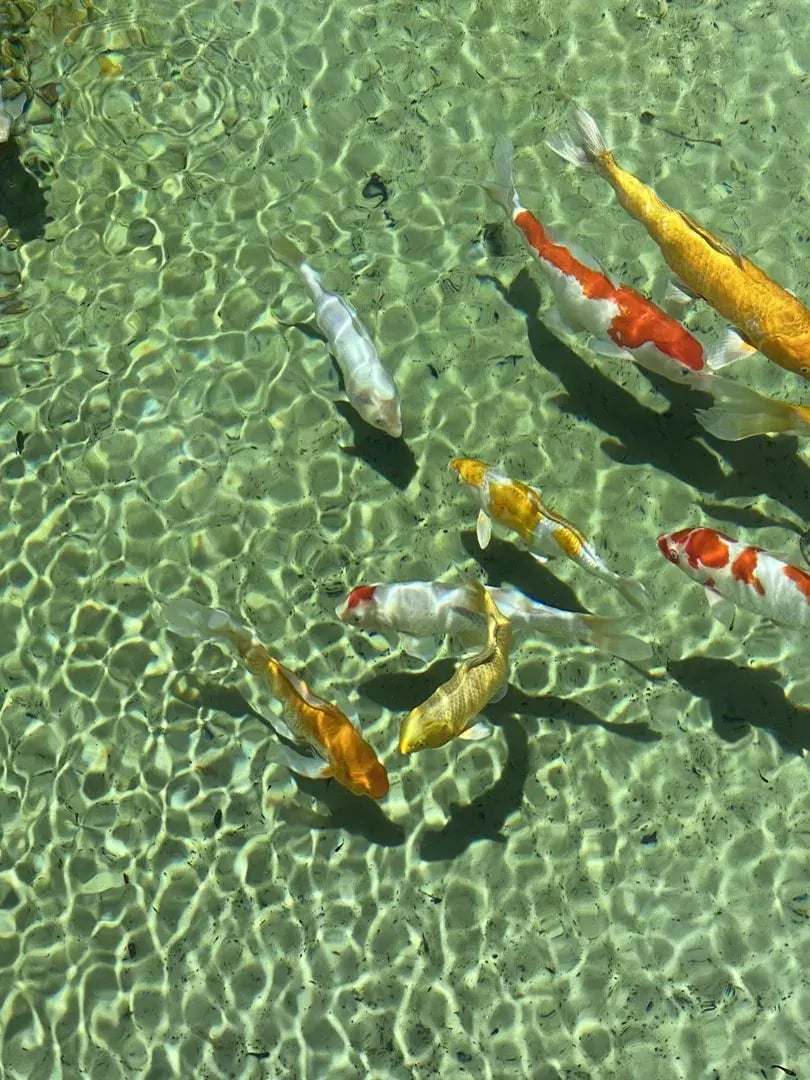 uxua fische