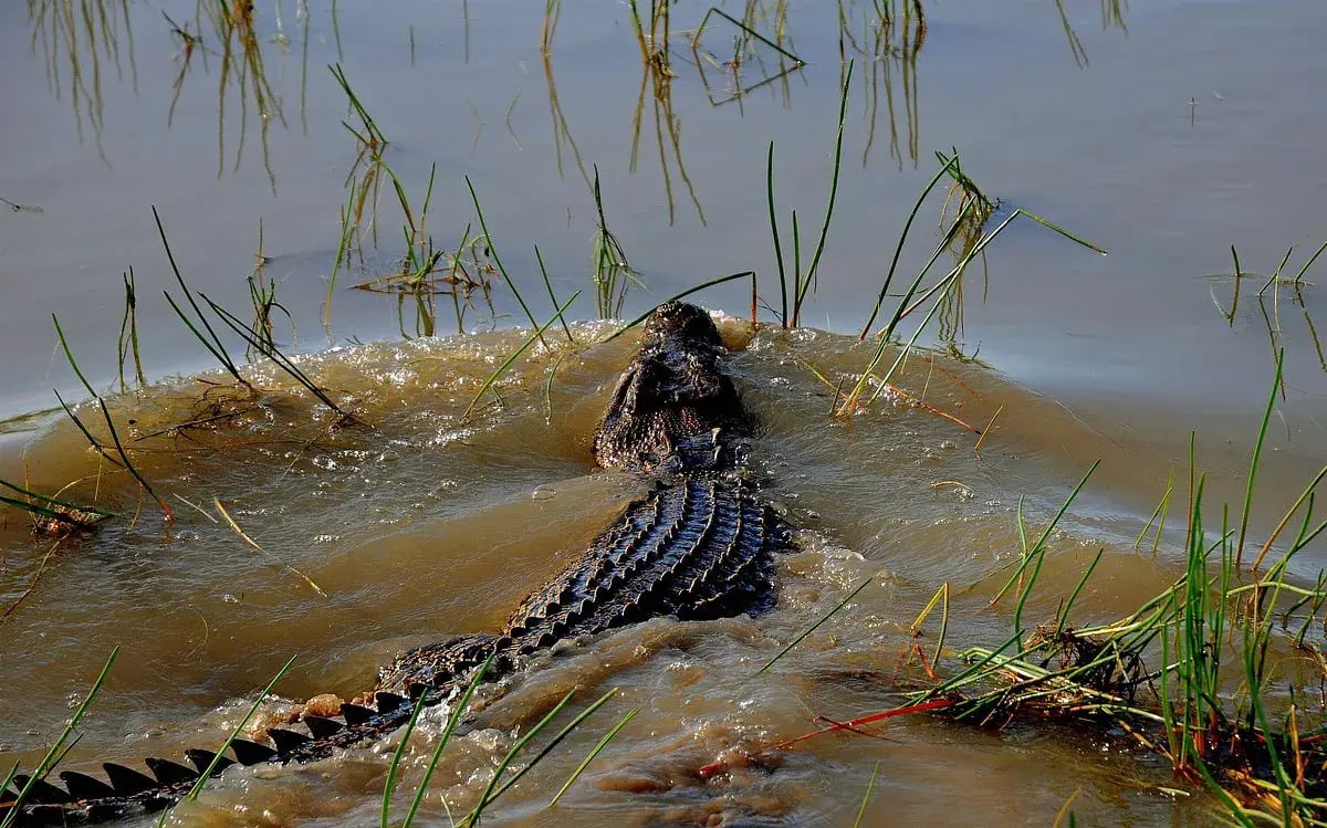 bamurru plains tiere
