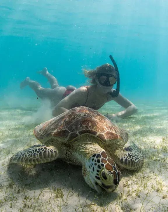 lizard island great barrier reef schildkrote