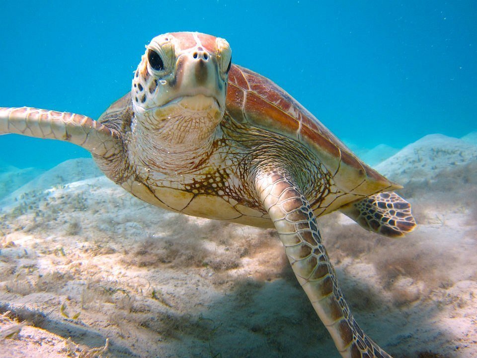 orpheus-island-lodge-australien-thefamilyproject-familienluxusreisen-snorkel