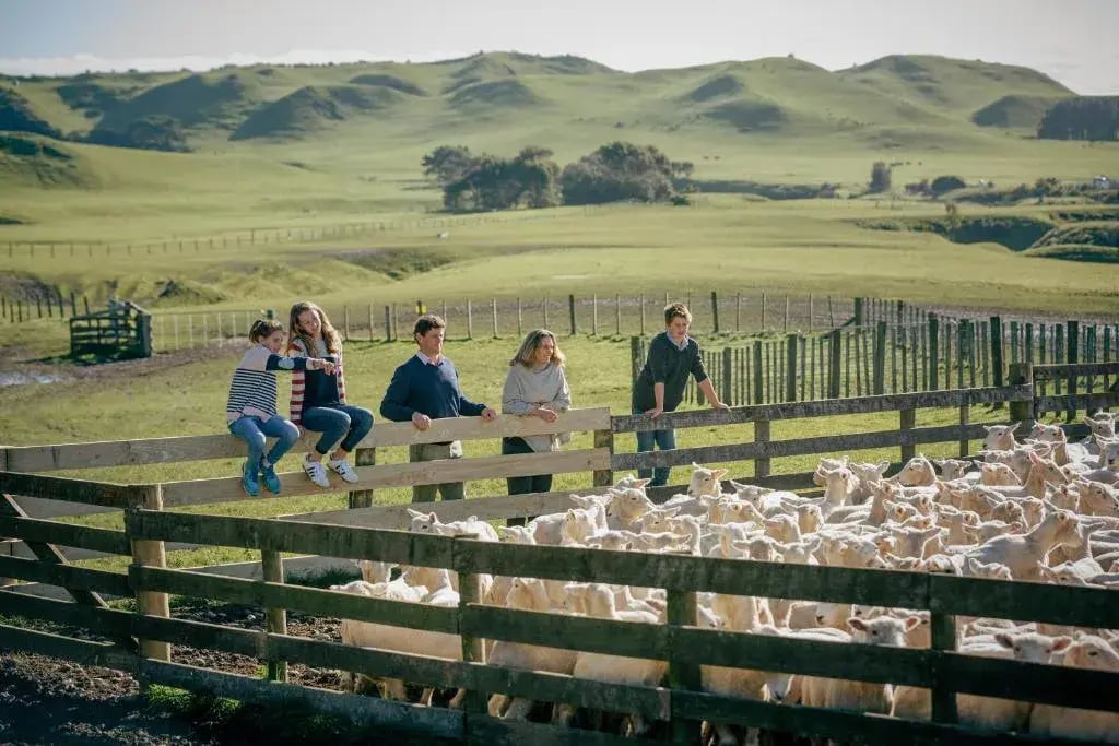 rosewood cape kidnappers sheep