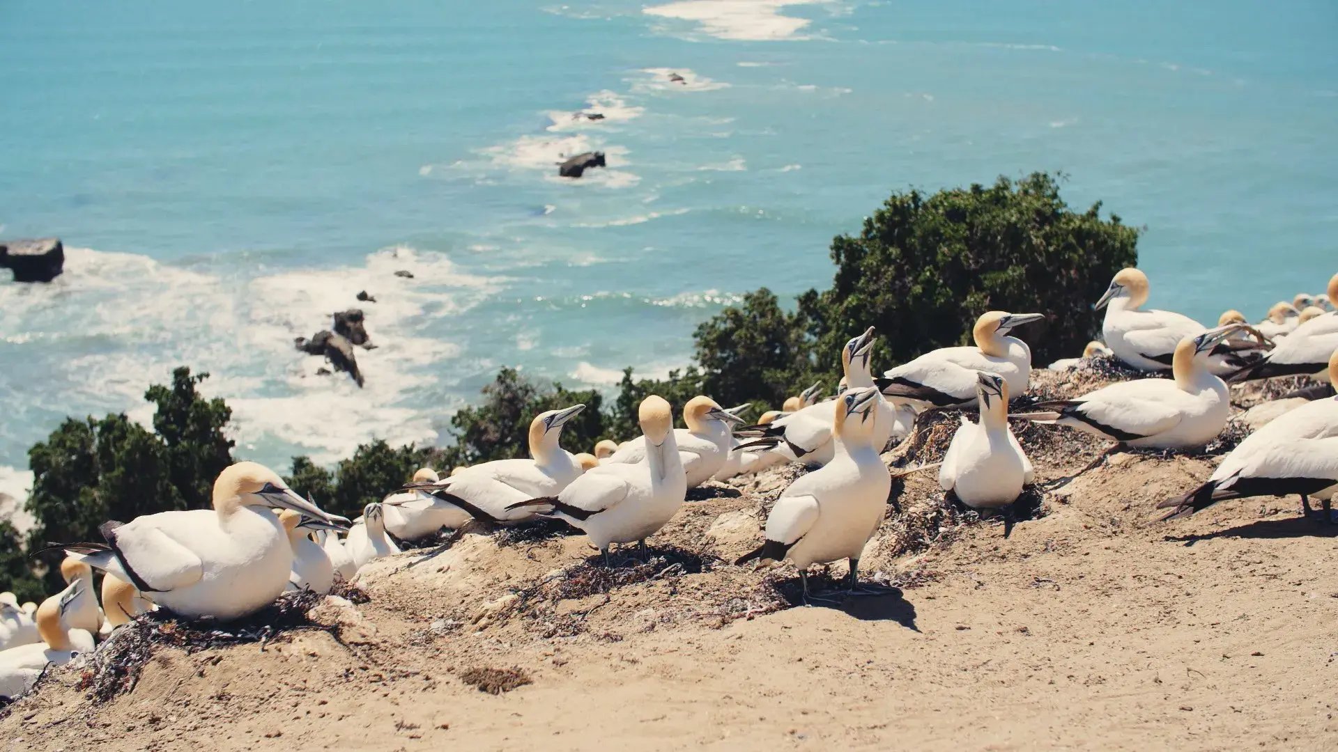 the-farm-at-cape-kidnappers-hawkes-bay-neuseeland-sudpazifik-meerblick-luxus-urlaub-kinder-the-family-project