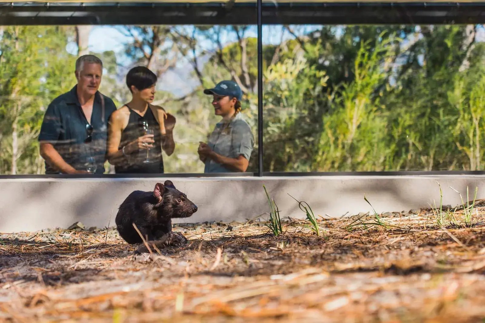 saffire freycinet animal