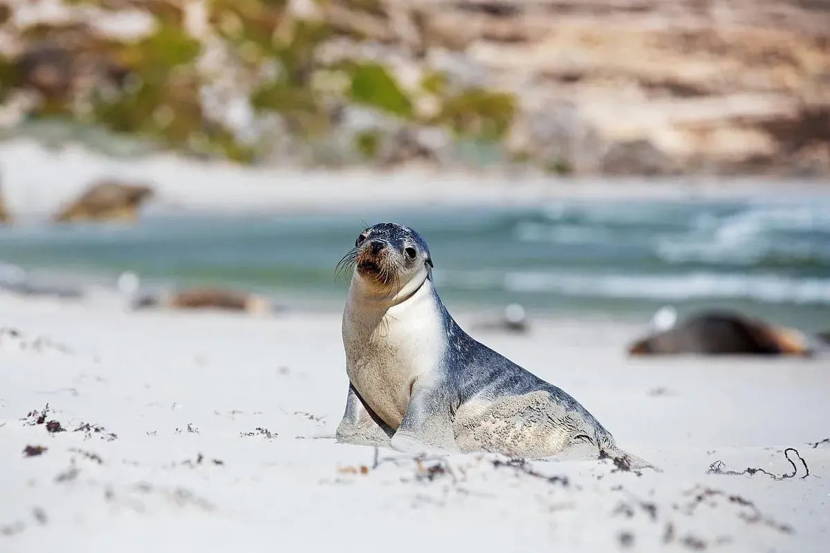 southern ocean lodge seal2