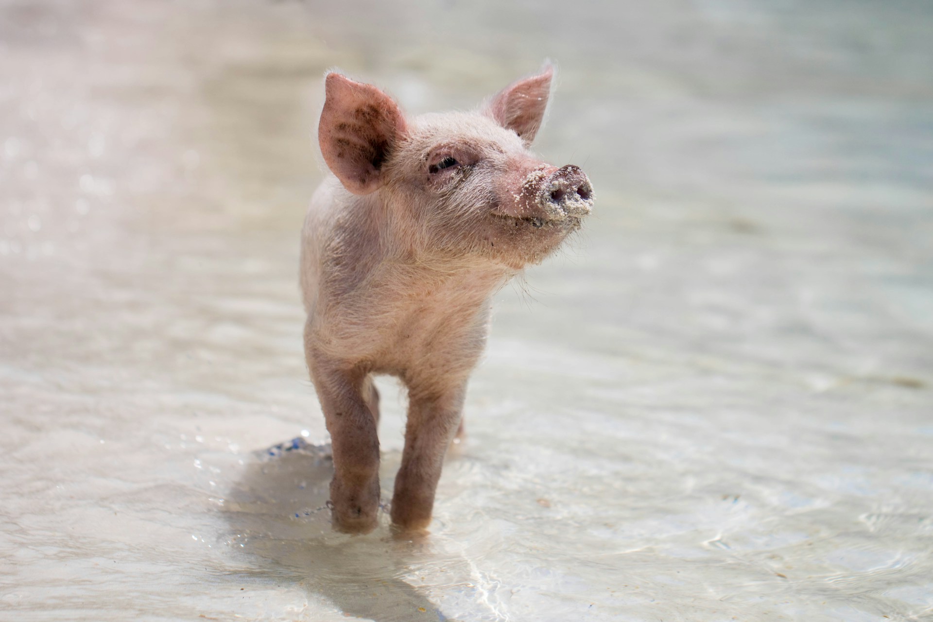 Ein kleines Schwein im Meer