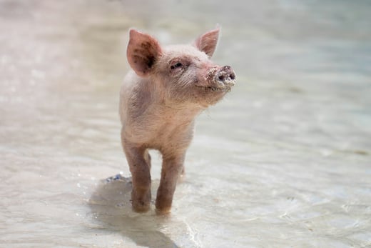 Ein kleines Schwein im Meer
