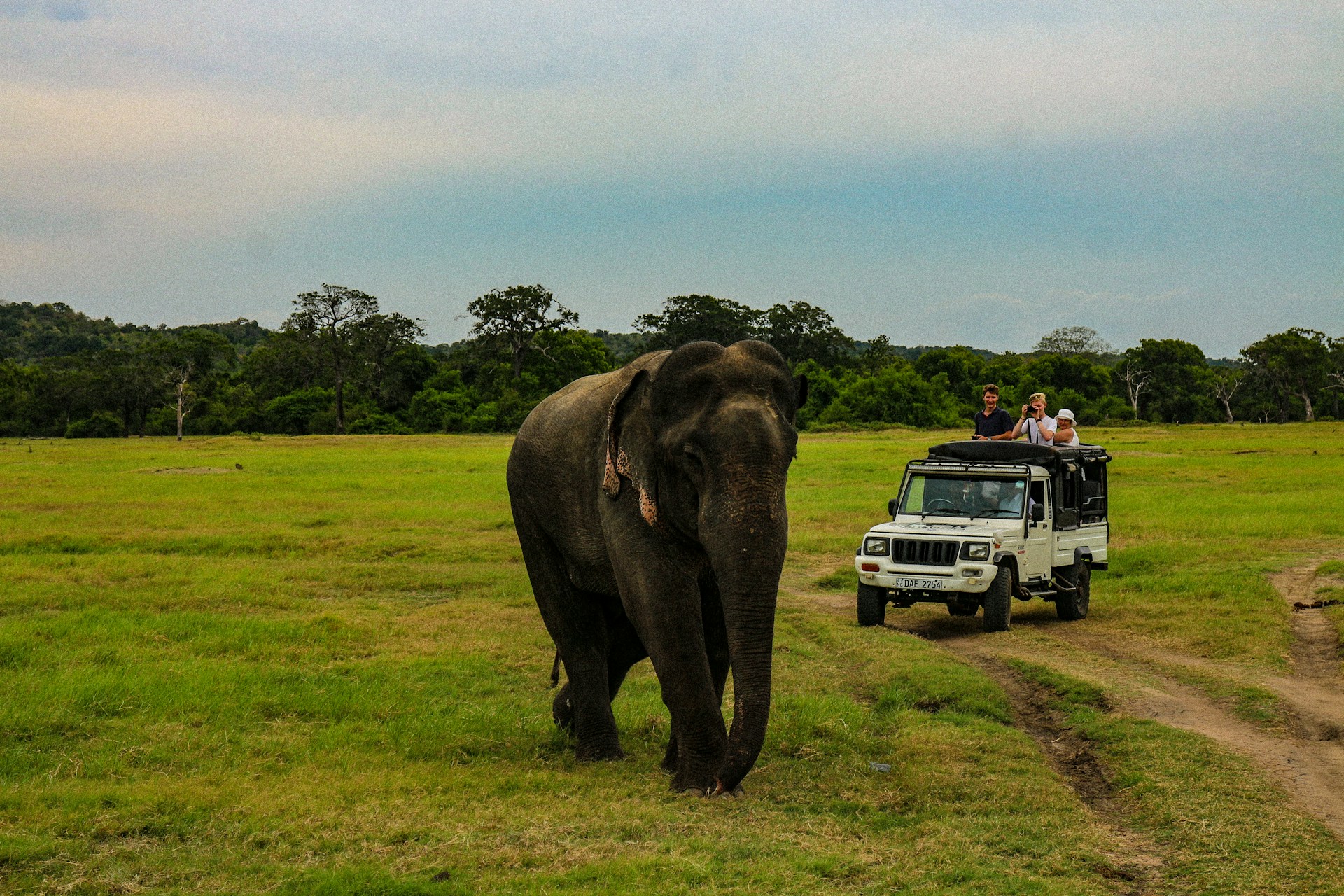 Ein Elefant auf einer Wiese mit Safari-Auto im Hintergrund