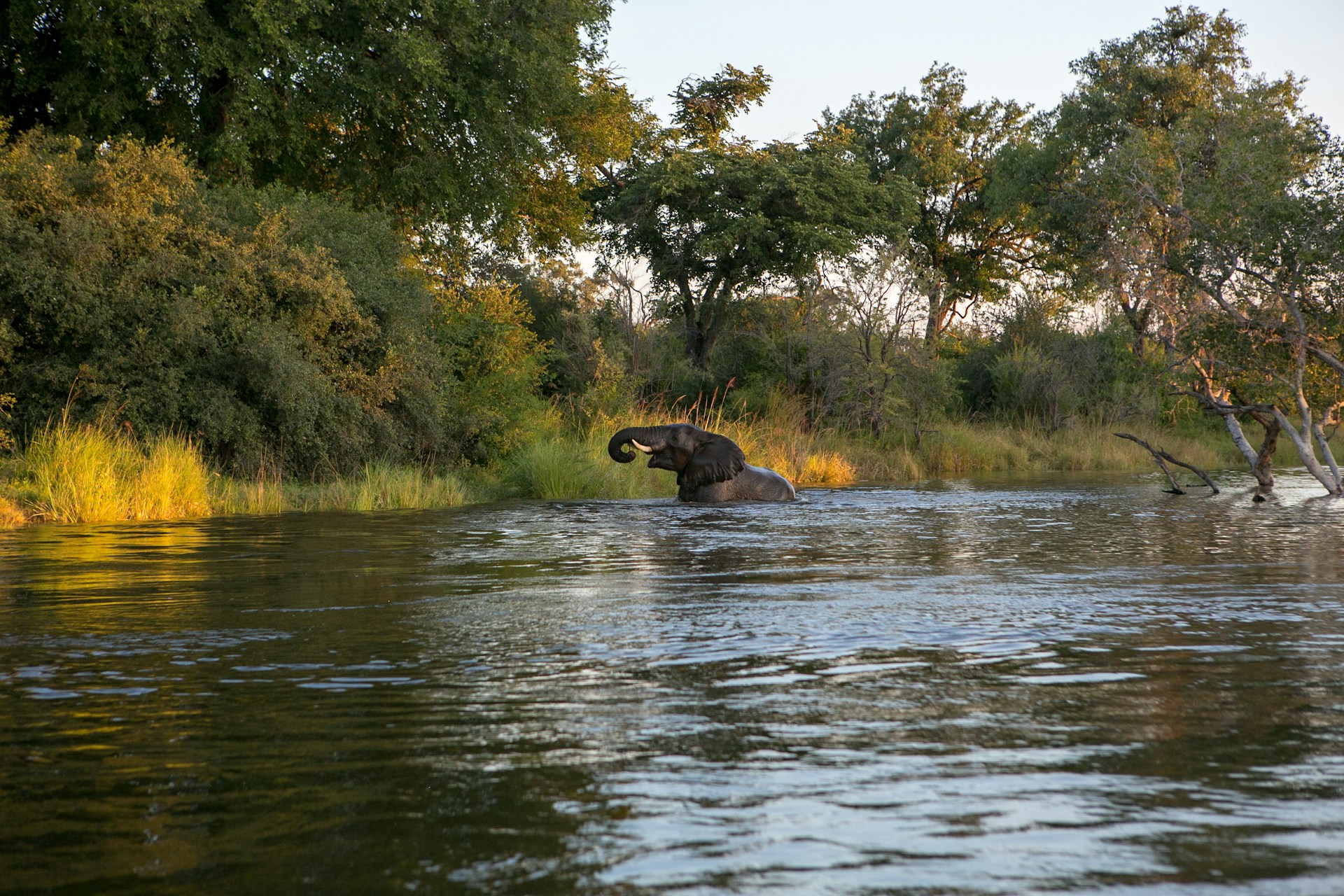 Elefant schwimmt durch Fluss